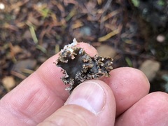 Peltigera pacifica