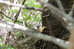 Zonosaurus laticaudatus