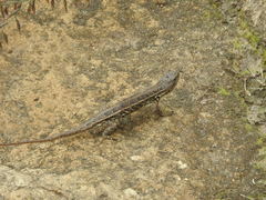 Sceloporus subniger