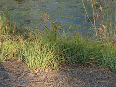 Carex nebrascensis