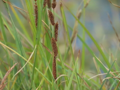 Carex nebrascensis