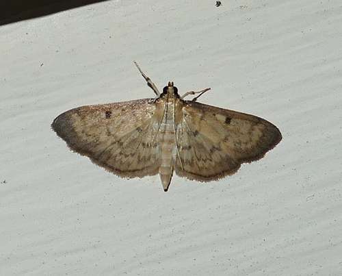 Greater Sweet Potato Webworm Moth photo 3