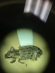 Sitona cylindricollis