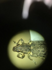 Sitona cylindricollis