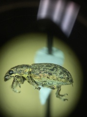 Sitona cylindricollis