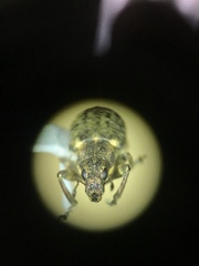 Sitona cylindricollis