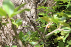 Zonosaurus laticaudatus