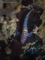 Tigrigobius macrodon