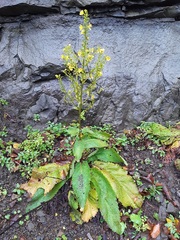 Verbascum gracilescens