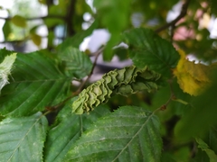 Aculops macrotrichus