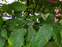 Aculops macrotrichus