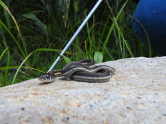 Thamnophis cyrtopsis collaris