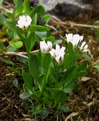 Cardamine bellidifolia alpina