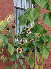 Helianthus annuus