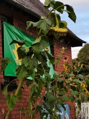 Helianthus annuus