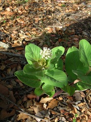 Asclepias pringlei