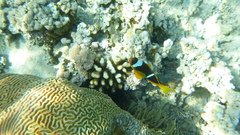 Amphiprion bicinctus
