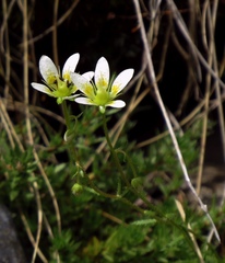 Saxifraga aspera