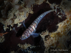 Tigrigobius macrodon