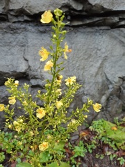 Verbascum gracilescens