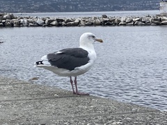 Larus occidentalis
