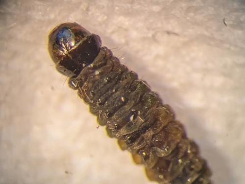 Paralobesia cypripediana