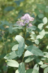 Spiraea × pyramidata
