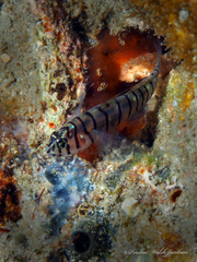 Tigrigobius macrodon