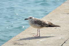 Larus michahellis
