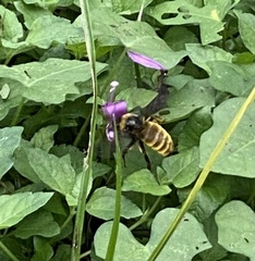 Bombus pensylvanicus