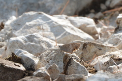 Hipparchia statilinus