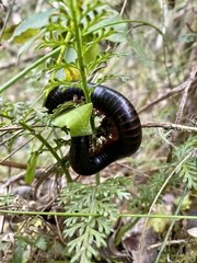 Archispirostreptus gigas