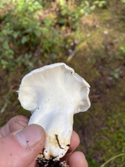 Albatrellus avellaneus