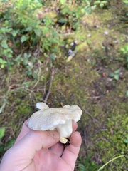 Albatrellus avellaneus