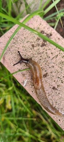 Deroceras caucasicum