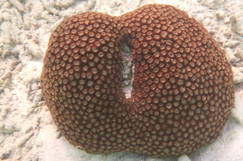 Diploastrea heliopora (Diploastrea heliopora)