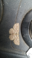 Lepidoptera