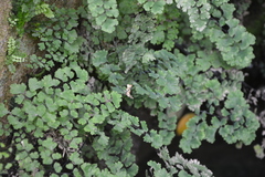 Adiantum capillus-veneris