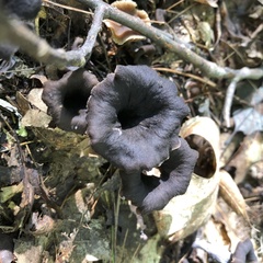 Craterellus