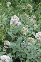 Spiraea × pyramidata