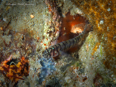 Tigrigobius macrodon