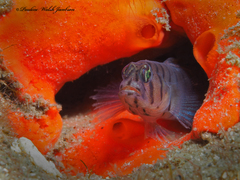 Tigrigobius macrodon