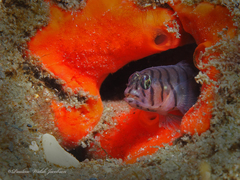 Tigrigobius macrodon