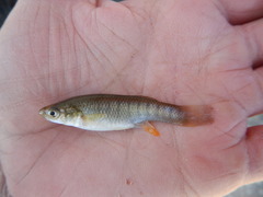 Fundulus grandis