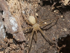 Loxosceles deserta