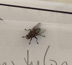 Sarconesia chlorogaster
