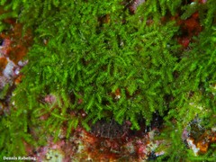 Caulerpa webbiana
