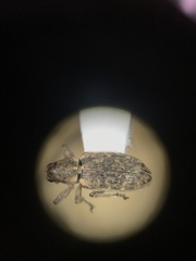 Sitona cylindricollis