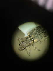 Sitona cylindricollis