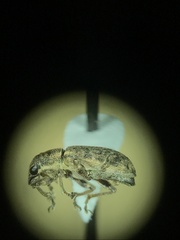 Sitona cylindricollis